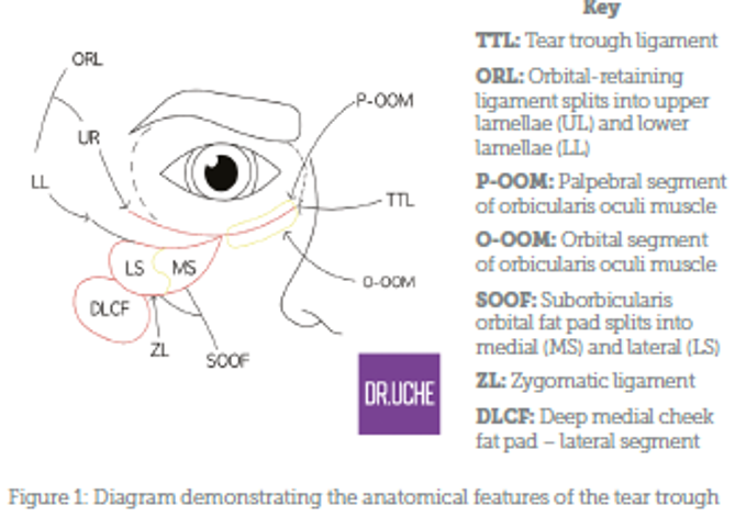 Tear Trough Anatomy