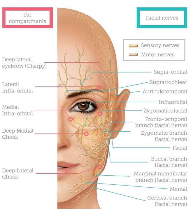 the temple of face anatomy