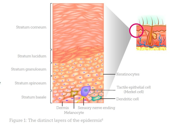 Enhancing Delivery for Skincare Penetration - Aesthetics