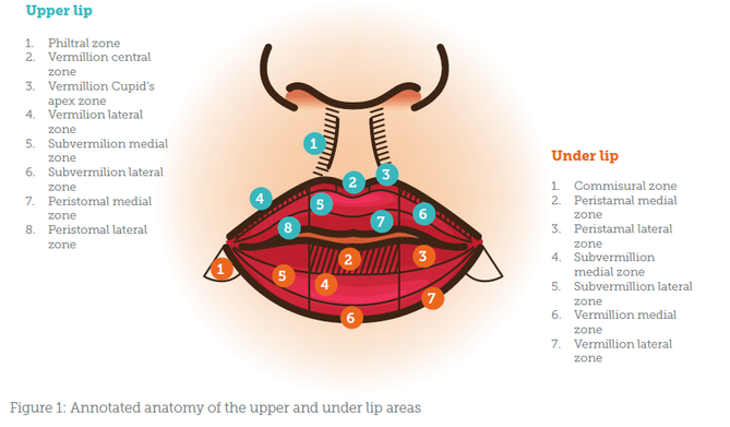 Understanding Lip and Perioral Anatomy - Aesthetics