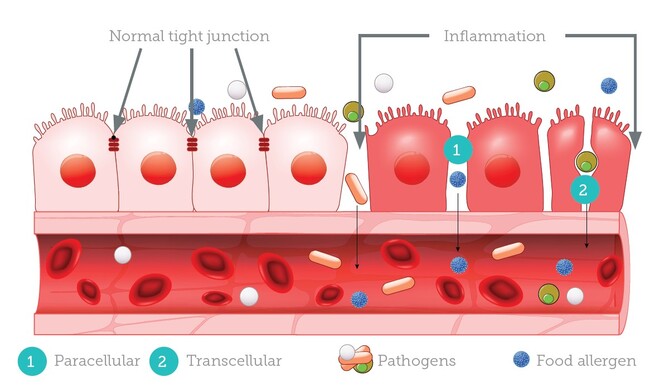 Exploring the Skin and Gut - Aesthetics