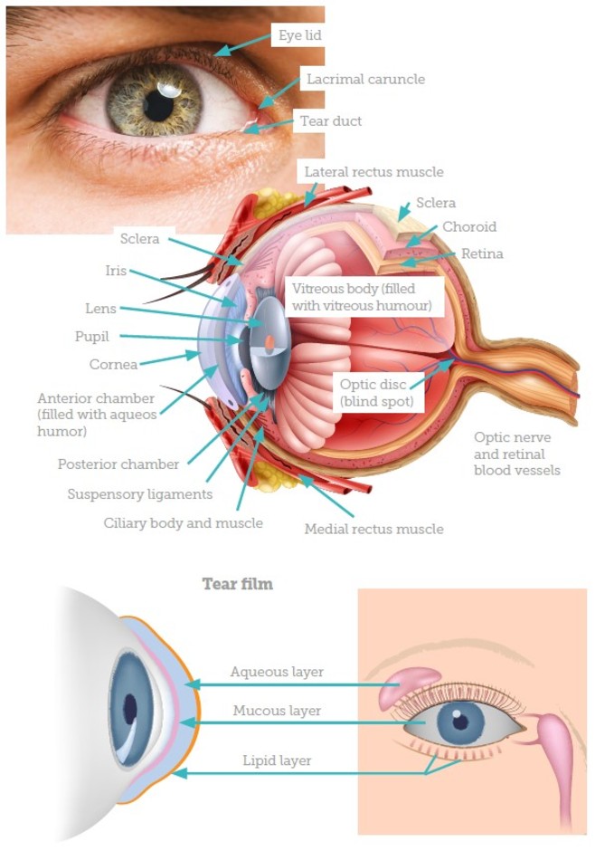 Understanding Ocular Rosacea - Aesthetics