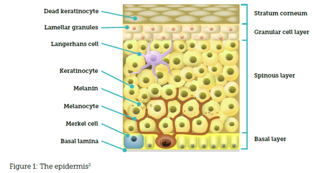 Understanding Dry and Dehydrated Skin - Aesthetics