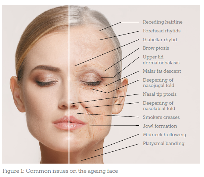 Assessing the Ageing Nose - Aesthetics